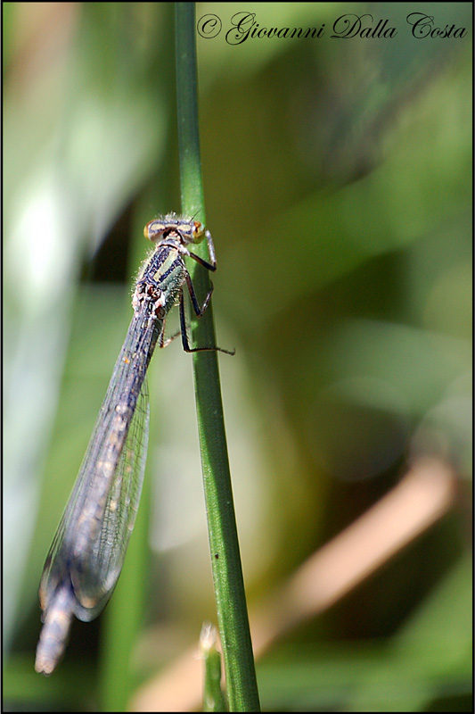 Damigelle da identificare